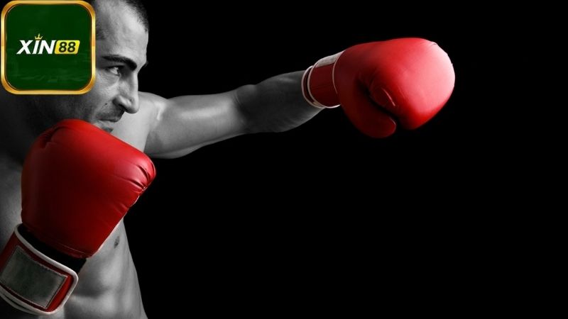 ca-cuoc-boxing-xin88